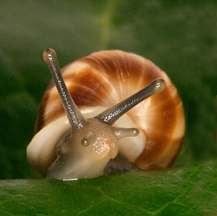 partula snail