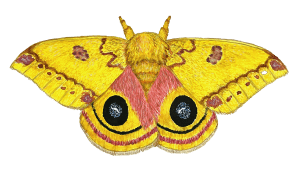 A detailed drawing of an IO moth