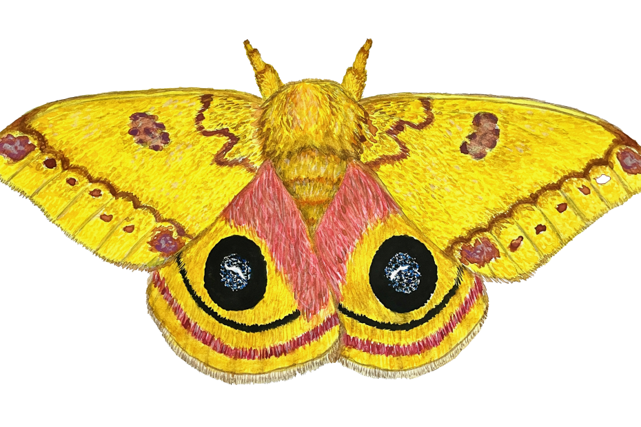 A detailed drawing of an IO moth