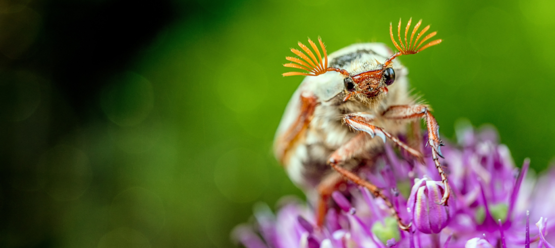 beetle on a green background