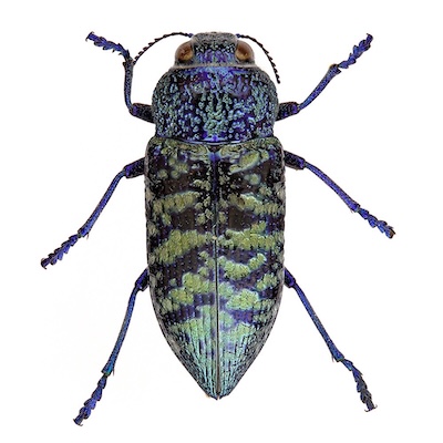 Blue and greenish shiny Buprestid beetle on a white background. Photo from Big Bend Basin TX, taken by Alex Wild for the Insects Unlocked Project