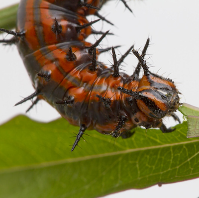 Orange and Black Gulf Fritillary caterpillar feeding on a leaf. Austin TX. Public Domain Photo by Anne Schultz, Insects Unlocked Project