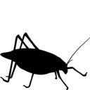 outline of a katydid