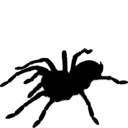 Outline of a tarantula