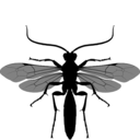 outline of a wasp